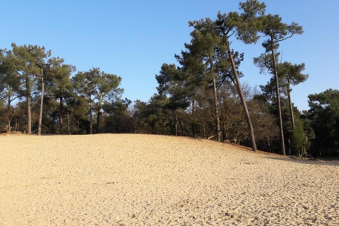 Sandy dune landscape with pine trees and clear sky at Recreation park Duinhoeve 7 in the Netherlands.