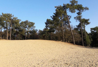 Zandduinen en dennenbomen onder een blauwe lucht bij Recreatiepark Duinhoeve 7, Nederland.