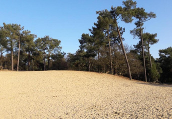 Dunas de arena y pinos bajo el cielo azul en el parque recreativo Duinhoeve 7, Países Bajos.