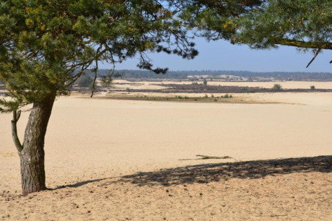Vue sur les dunes de sable et les pins près d'une tente safari au parc Duinhoeve, aux Pays-Bas.