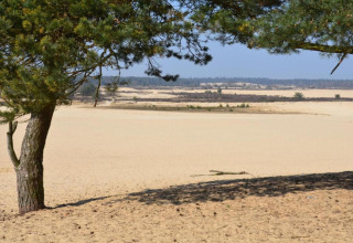 Vista panorámica de dunas de arena y pinos cerca de una tienda safari en el parque Duinhoeve, Países Bajos.