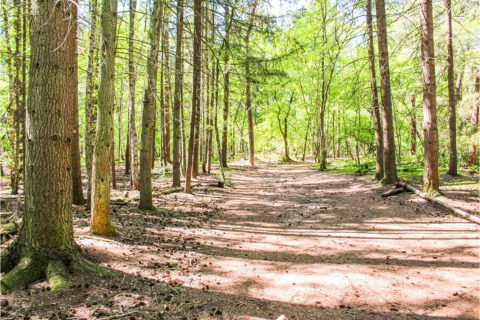 Een zonnig bospad met hoge bomen bij Recreation park Duinhoeve 7 in Nederland.