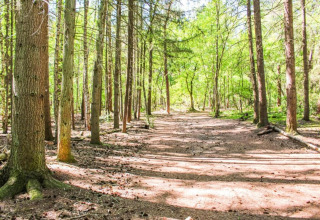 Chemin forestier ensoleillé entouré de grands arbres au Recreation park Duinhoeve 7, Pays-Bas.