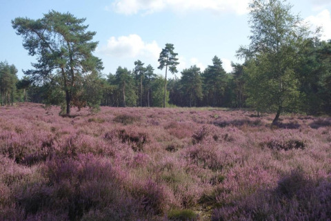 Landskab med lilla lyng og spredte træer ved en safaritelteplads i Duinhoeve, Holland.
