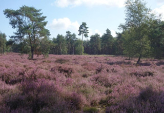 Prairie de bruyère violette et arbres près d'une tente safari au parc Duinhoeve, Pays-Bas.