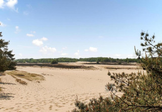 Dunas de arena y pinos en el parque recreativo Duinhoeve 7 bajo un cielo azul claro en los Países Bajos.