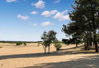 Paisaje arenoso con árboles dispersos en el parque recreativo Duinhoeve 7, Países Bajos, bajo cielo azul.