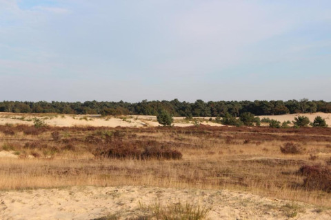 Zand en heide voor een bosrand bij recreatiepark Duinhoeve 7 in Nederland onder een heldere lucht.