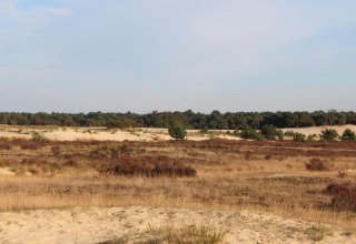Zand en heide voor een bosrand bij recreatiepark Duinhoeve 7 in Nederland onder een heldere lucht.