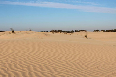 Foto de dunas de arena y poca vegetación en la zona de safari del parque Duinhoeve 7 en Países Bajos.