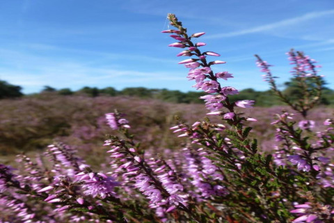 Heather flowers blooming at Recreation park Duinhoeve 7 in the Netherlands, with blue sky and greenery.