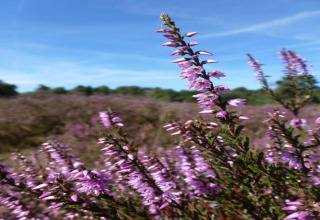 Heather flowers blooming at Recreation park Duinhoeve 7 in the Netherlands, with blue sky and greenery.