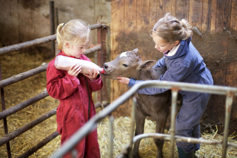 Twee kinderen in overalls voeden een kalfje met een fles in een stal vol stro tijdens een verblijf in een lodge.
