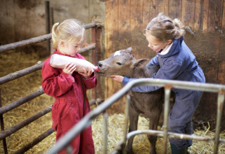 Twee kinderen in overalls voeden een kalfje met een fles in een stal vol stro tijdens een verblijf in een lodge.