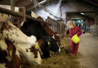 Bambina con tuta rossa dà da mangiare alle mucche in una stalla, circondata da fieno ed attrezzi agricoli.