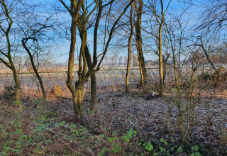 Vista su una zona boschiva ghiacciata con alberi vicino a un lodge, sotto un limpido cielo azzurro.
