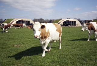 Køer græsser foran moderne lodges med grønne tage hos Koe in de Kost 2 i Holland, solrig dag.