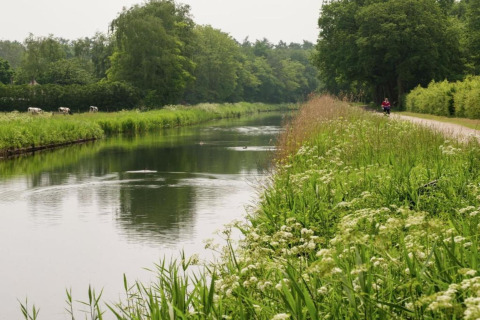 Vista su un tranquillo canale vicino a un lodge, con fiori selvatici, mucche e vegetazione rigogliosa.