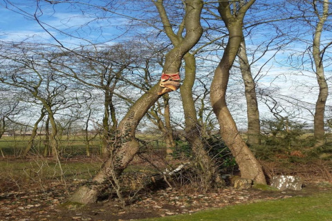 Een scheve boom op het terrein van een lodge met een uilenbeeld aan de stam, omgeven door kale bomen.