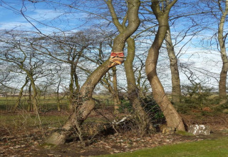 Een scheve boom op het terrein van een lodge met een uilenbeeld aan de stam, omgeven door kale bomen.