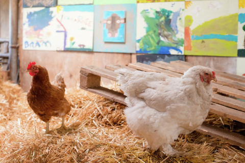 Twee kippen staan op stro in een lodge, met kleurrijke kindertekeningen aan de muur op de achtergrond.