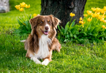Een bruin-witte hond ligt op het gras voor een boom en gele bloemen bij een glamping accommodatie.