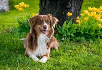 Un perro marrón y blanco está tumbado sobre el césped frente a un árbol y flores amarillas en un glamping.
