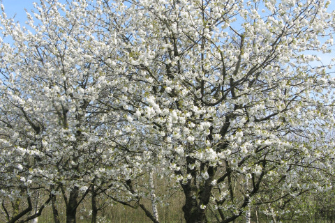 Foto genomen bij een lodge, met een boom vol witte bloesem tegen een heldere blauwe lucht.