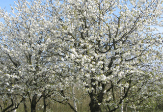 Foto genomen bij een lodge, met een boom vol witte bloesem tegen een heldere blauwe lucht.