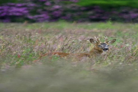 A deer sits in tall grass at a meadow near 't Landgoed Baars 1 lodge in the Netherlands, with purple flowers.