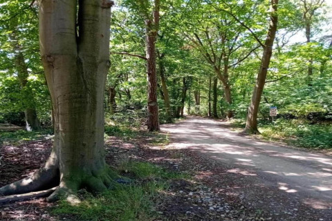 Forest path at 't Landgoed Baars 1 in the Netherlands, with tall trees and dappled sunlight all around.