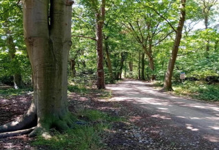 Forest path at 't Landgoed Baars 1 in the Netherlands, with tall trees and dappled sunlight all around.