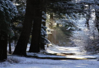 Snow-covered forest path at 't Landgoed Baars 1 lodge, sunlight streaming through trees in the Netherlands.