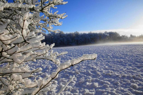Snow-covered branches and fields near 't Landgoed Baars 1 lodge, blue sky, winter in the Netherlands.