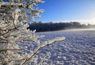 Snow-covered branches and fields near 't Landgoed Baars 1 lodge, blue sky, winter in the Netherlands.