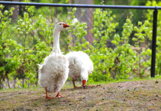 Twee witte ganzen staan op het gras bij een glampingaccommodatie, met groen en een hek op de achtergrond.