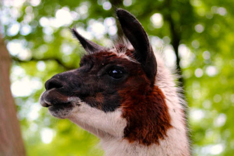 Close-up van een lama met bruin-witte vacht, gefotografeerd aan een glamping verblijf in de natuur.