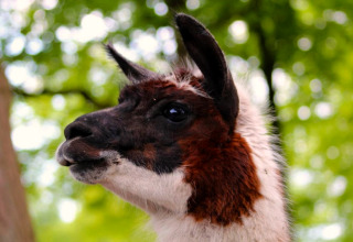 Close-up van een lama met bruin-witte vacht, gefotografeerd aan een glamping verblijf in de natuur.