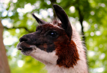 Nahaufnahme eines Lamas mit braun-weißer Fellzeichnung, aufgenommen bei einer Glamping-Unterkunft.
