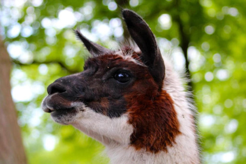 Close-up van een lama met bruine en witte vacht, genomen bij een glampingaccommodatie in de natuur.