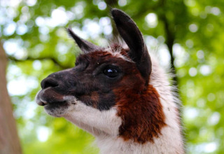 Close-up van een lama met bruine en witte vacht, genomen bij een glampingaccommodatie in de natuur.