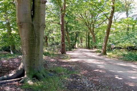 Bospad bij glampingverblijf, omgeven door hoge bomen, zomerse sfeer en groene natuur, rustgevend.