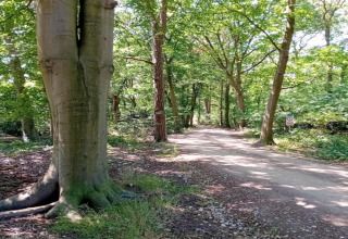Bospad bij glampingverblijf, omgeven door hoge bomen, zomerse sfeer en groene natuur, rustgevend.