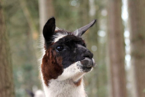 Dichtbijbeeld van een lama in het bos, genomen bij een glampingverblijf, met wazige bomen op de achtergrond.