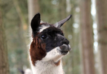 Nahaufnahme eines Lamas im Wald während eines Glamping-Aufenthalts, mit verschwommenen Bäumen im Hintergrund.