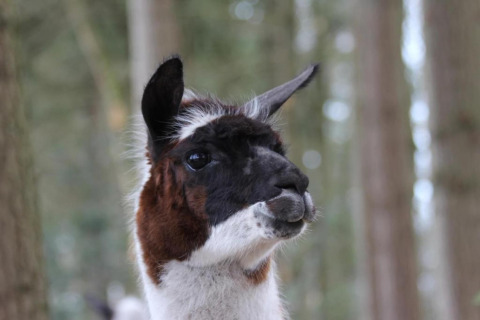Close-up van een lama in een bos, genomen bij een glamping-accommodatie, met wazige bomen achter.
