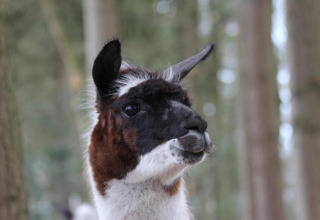 Close-up van een lama in een bos, genomen bij een glamping-accommodatie, met wazige bomen achter.
