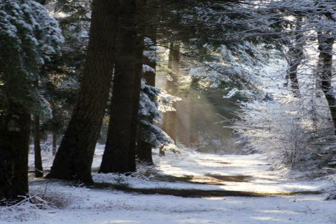 Met sneeuw bedekt bospad met winterzon bij een glamping-accommodatie midden in het bos.