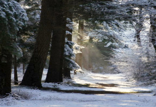 Met sneeuw bedekt bospad met winterzon bij een glamping-accommodatie midden in het bos.
