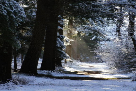 Met sneeuw bedekt bospad met zonnestralen door de bomen bij een glamping-accommodatie in de winter.